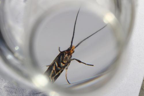 Esperia sulphurella